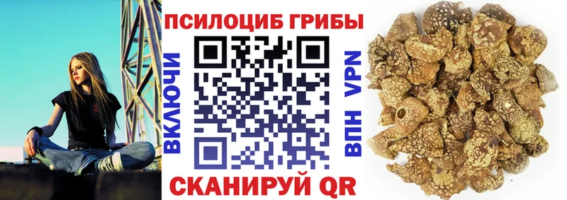 Галлюциногенные грибы Psilocybe  Улан-Удэ 